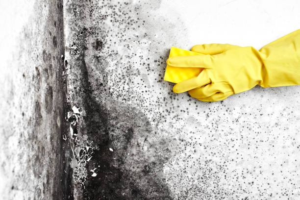 Best Fast Mold Removal  in Mystic, CT