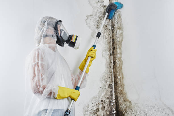 Best Mold Remediation Experts  in Mystic, CT