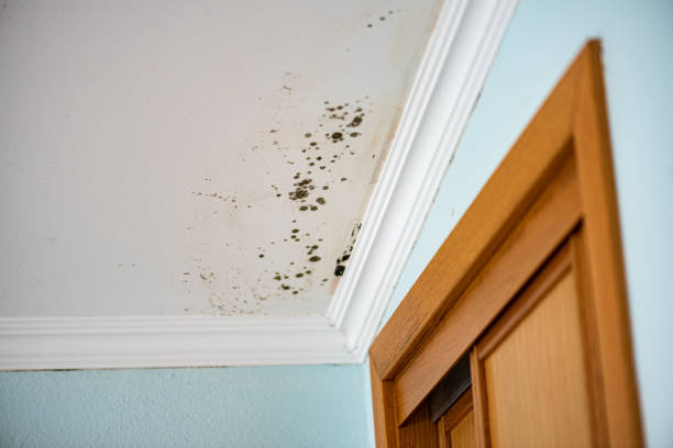 Best Professional Mold Removal  in Mystic, CT