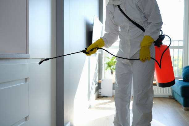 Best Toxic Mold Removal  in Mystic, CT