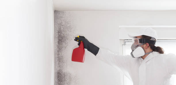 Mold Removal and Inspection in Mystic, CT