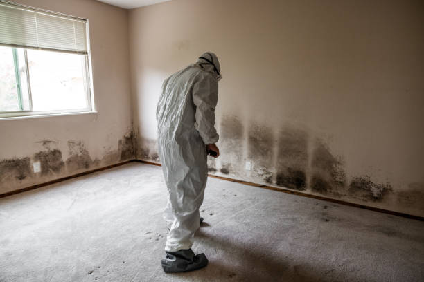 Best Emergency Mold Removal  in Mystic, CT