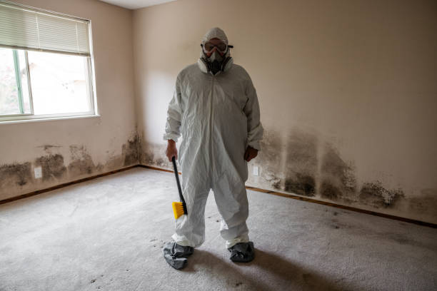 Best Home Mold Removal  in Mystic, CT