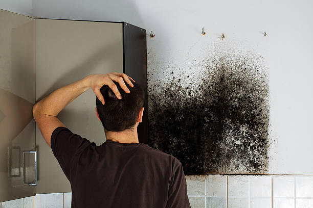 Best Mold Damage Repair  in Mystic, CT