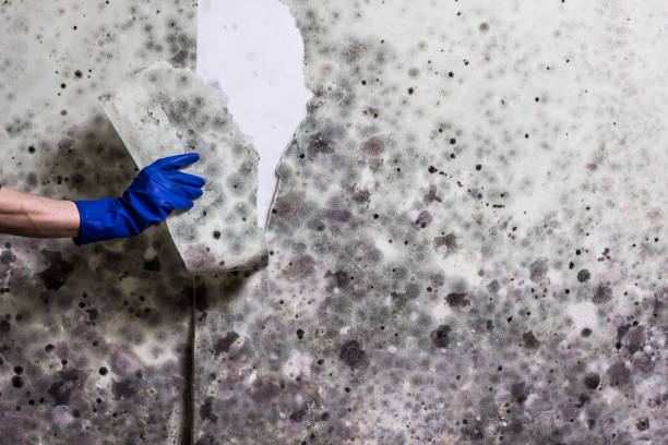 Best Commercial Mold Removal  in Mystic, CT