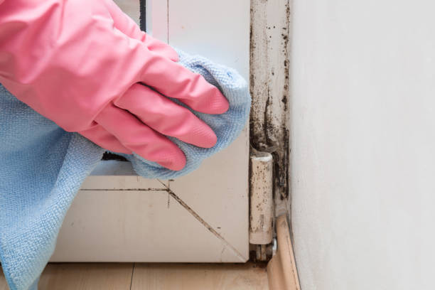 Office Mold Removal Services in Mystic, CT