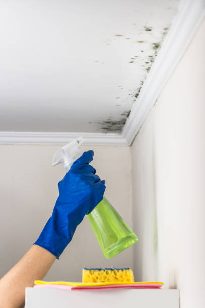 Best Office Mold Removal Services  in Mystic, CT