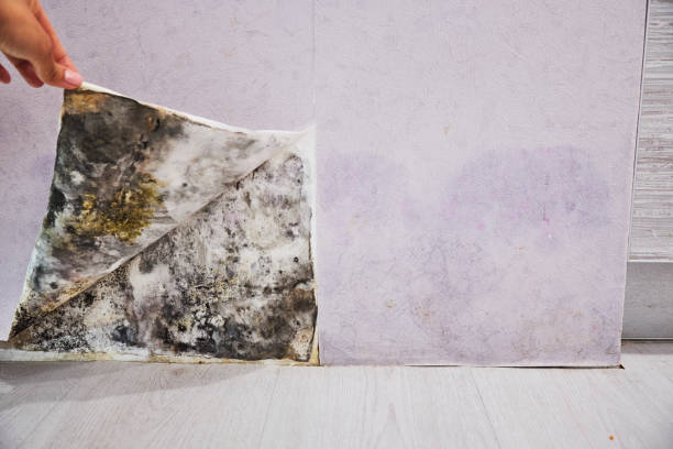 Best Crawl Space Mold Removal  in Mystic, CT